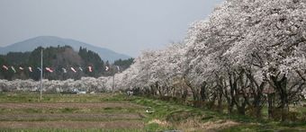 夏井千本桜2