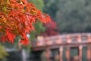 燃えるような紅(あか)