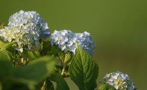 紫陽花1