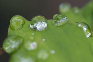水滴はピントを合わせにくい