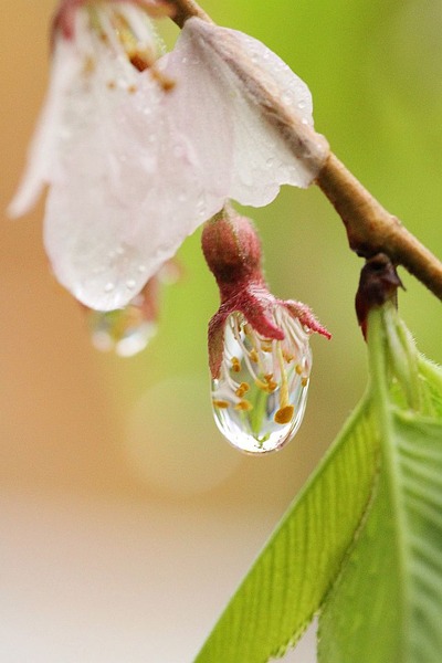 雨の桜撮影２