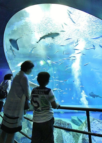 アクアワールド大洗水族館2