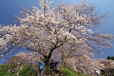 2年前の三春滝桜界隈1