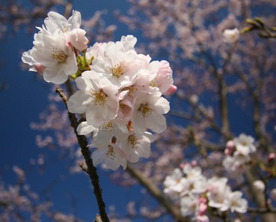 桜1