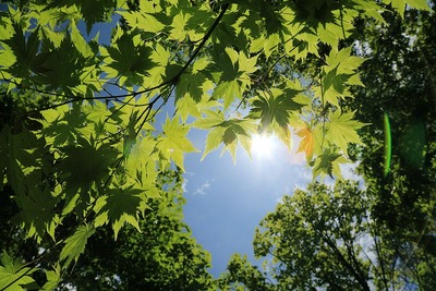 裏磐梯に新緑散策6