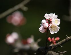 まだ蕾もあり