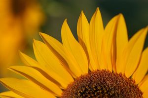 夏の色と言えば、これでしょうか?