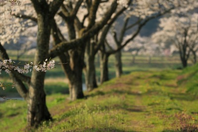 夏井千本桜9