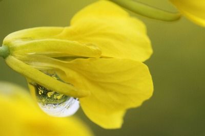 菜の花の水滴