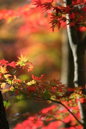 紅葉の時季も終わりですね・・・