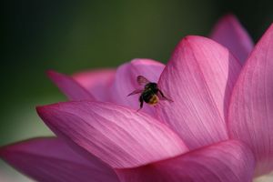 蓮の花3