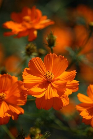 路傍の草花