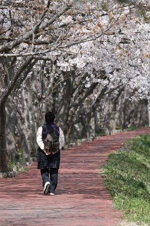 川沿いの桜2