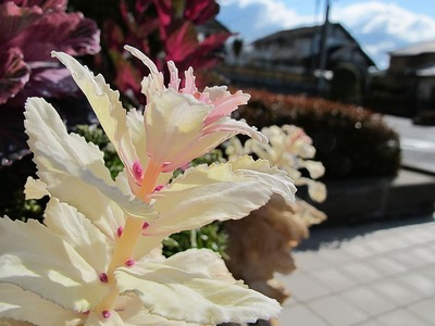 医院の鉢植え1