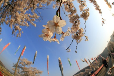 夏井千本桜3
