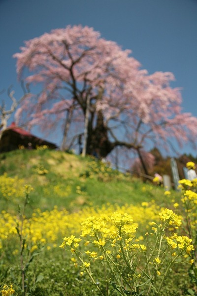 桜・満開2