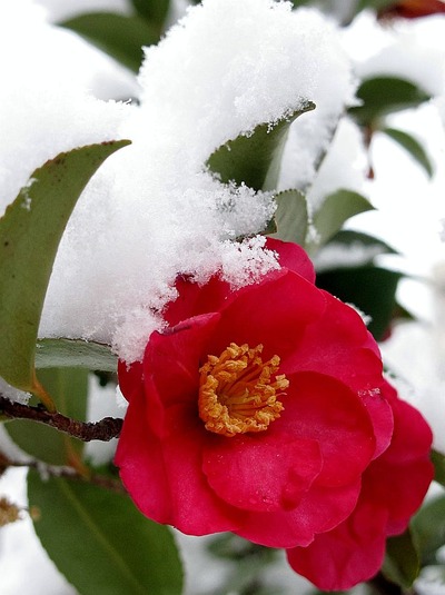 降雪に見舞われた酒井歯科医院2