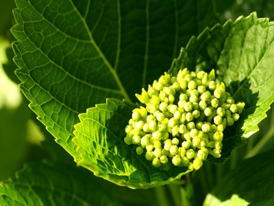 紫陽花、これから・・・