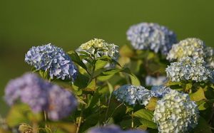 紫陽花2