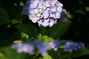 紫陽花2