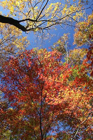 空を見上げ、広角で撮ってみる