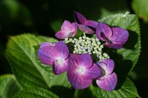 庭のアジサイ1