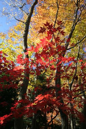 紅葉もそろそろ終わりを迎える・・・