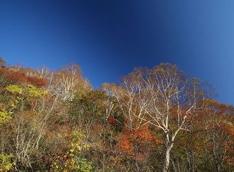「紅葉」と「コバルトの空」のベストマッチ