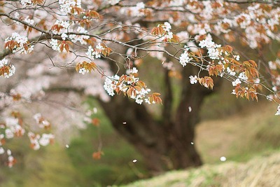 落花に風情を感じる