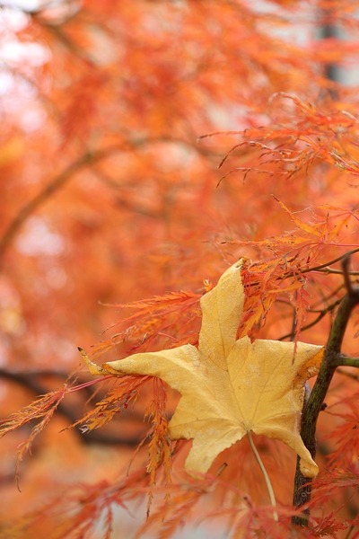 秋の色６