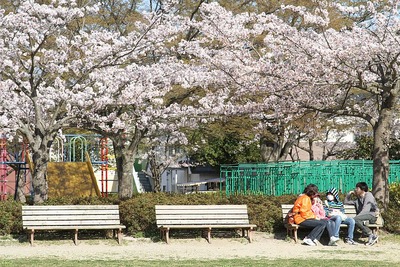 お花見家族