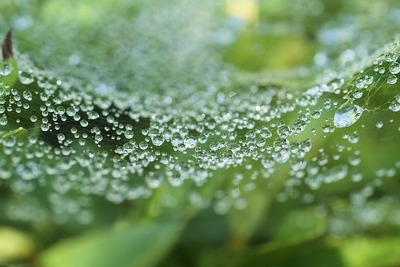 蜘蛛の巣の水滴①