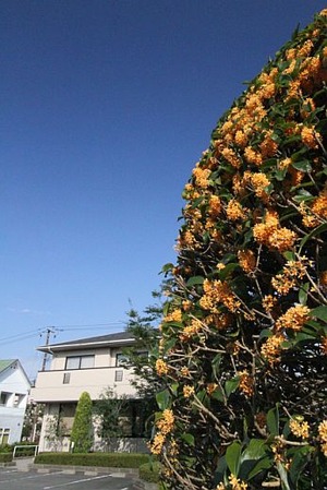 酒井歯科医院・入り口のキンモクセイ1
