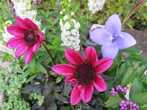 医院外周の寄せ植え