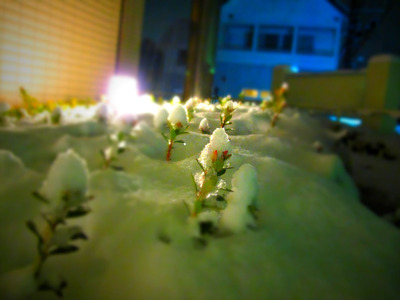 記録的な大雪1