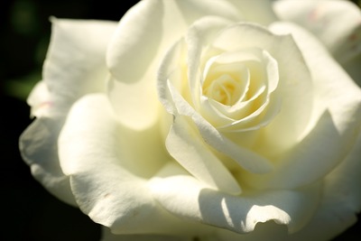 白い薔薇