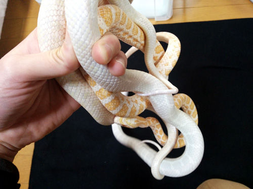 エモリー3種からまる