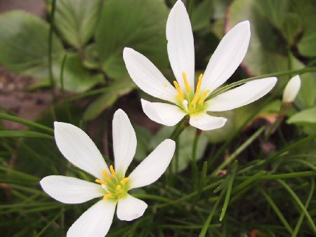 白花