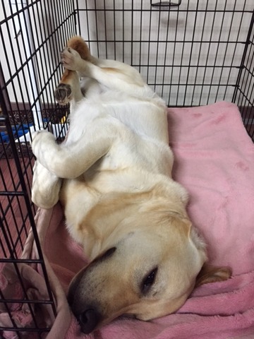 ふう二歳三か月