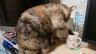 猫