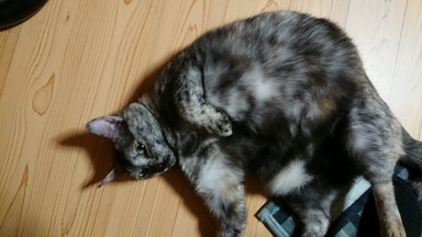 猫