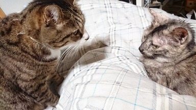 猫