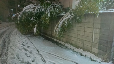 雪