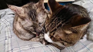 猫