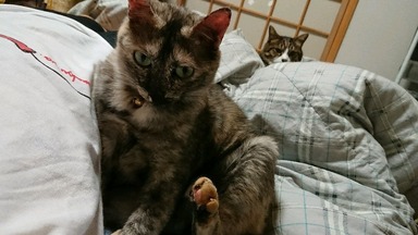 猫
