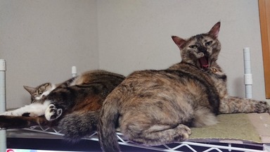 猫