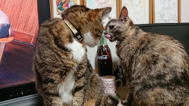 猫