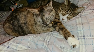 猫_