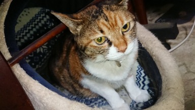 猫