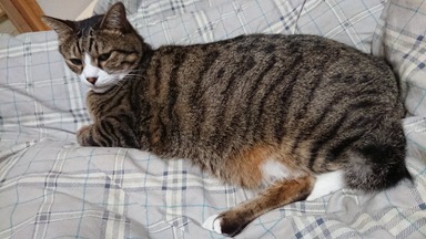 猫